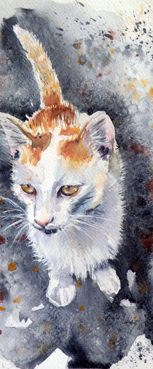 Sweet kitten by Kovács Anna Brigitta