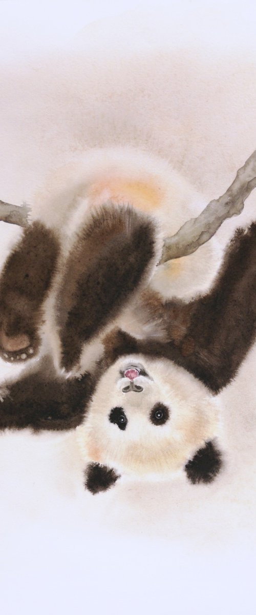 Baby panda - panda bear cub by Olga Beliaeva Watercolour