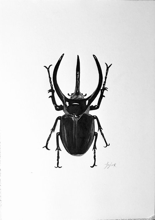 Black beetle drawing by Amelia Taylor