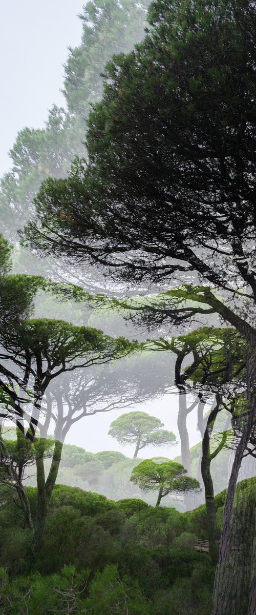 Layers of Green by Gilliard Bressan