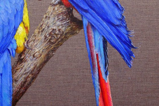 "Loving Macaws".