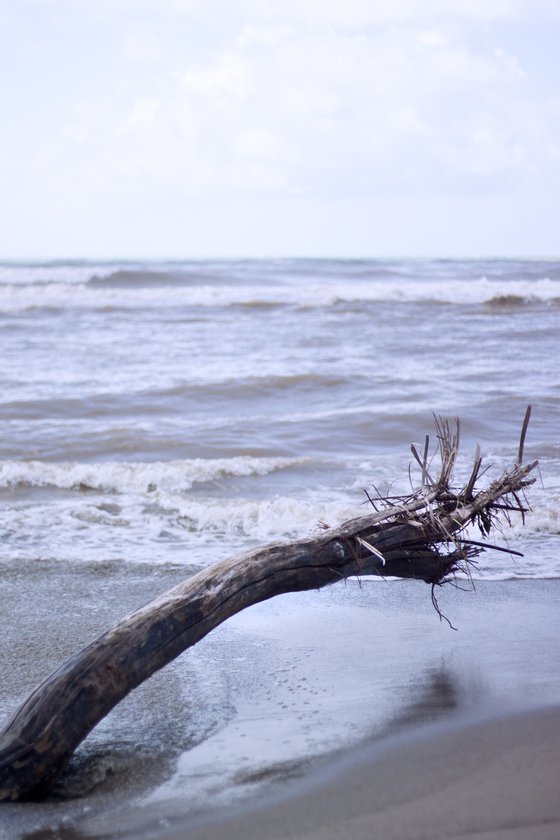 Wood in the sea no.4