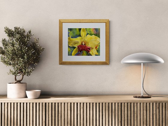 Christmas Orchid