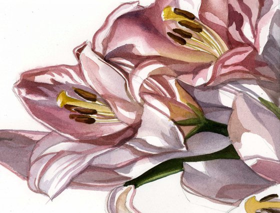 pink lilies watercolor floral