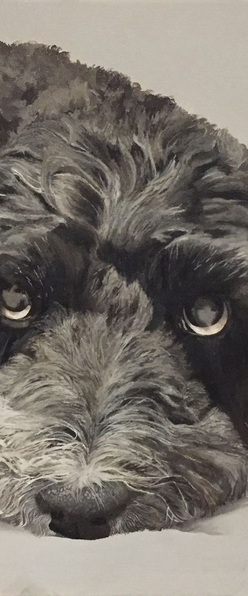 Cockapoo Dog Portrait 02 by Helen Sinfield
