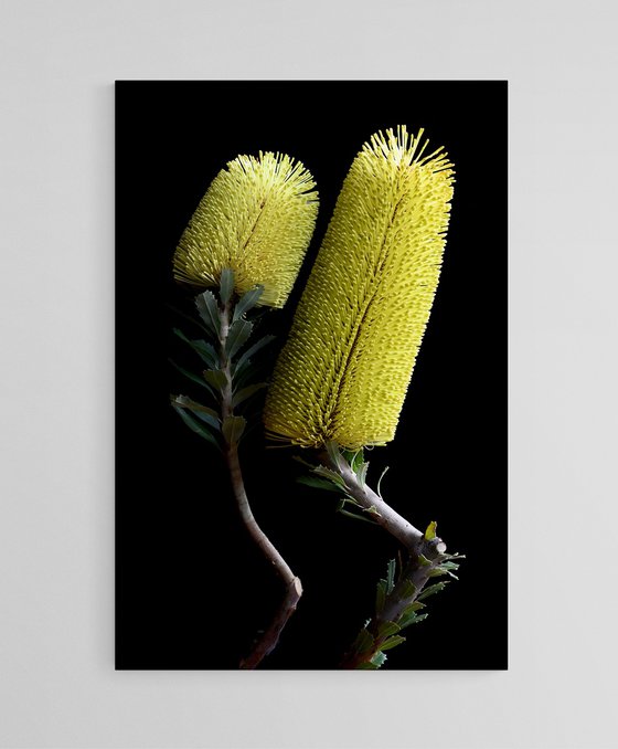 Yellow Banksia Praemorsa