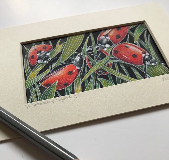 A loveliness of ladybirds 2