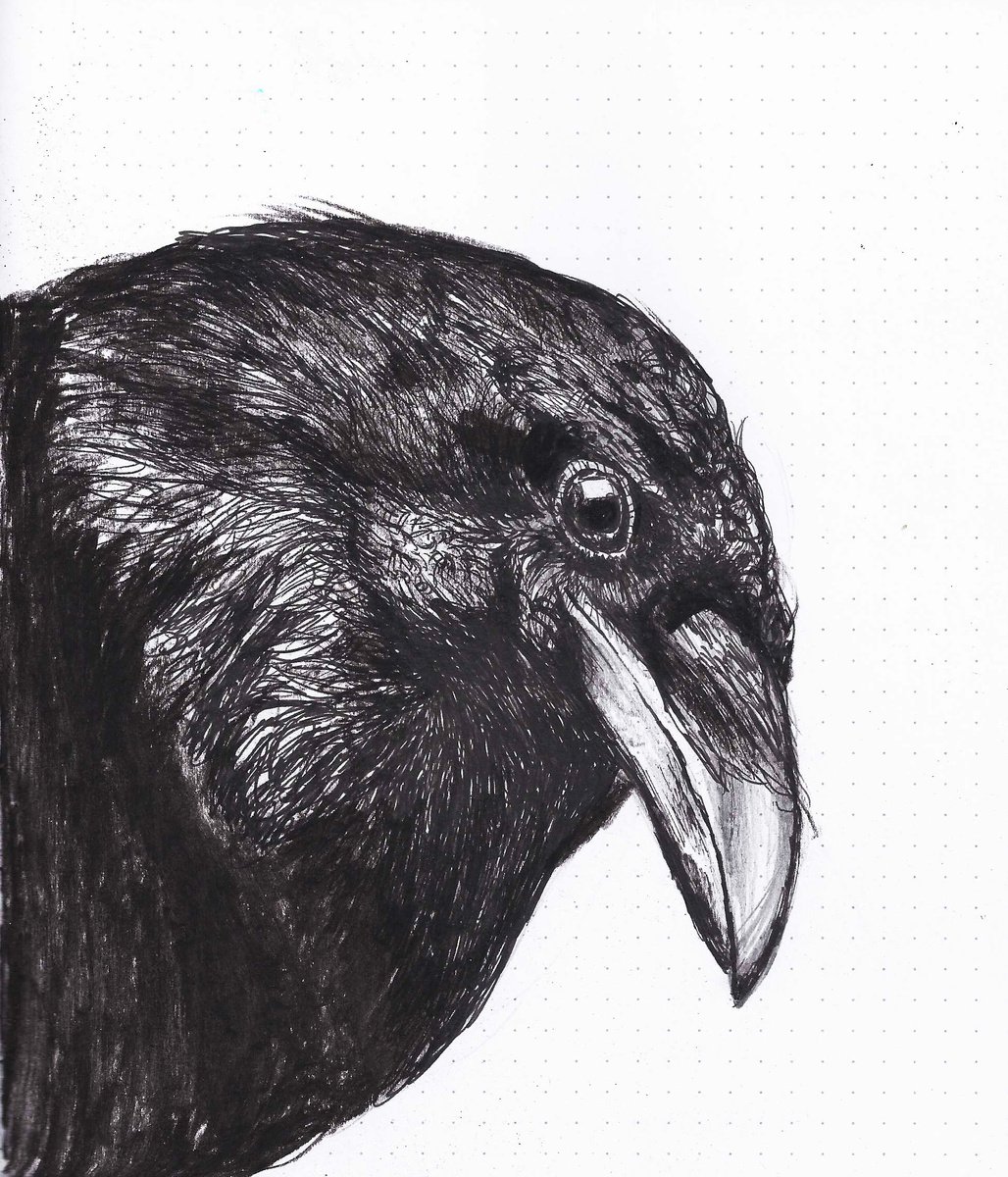 Crow by Nancy M Chara
