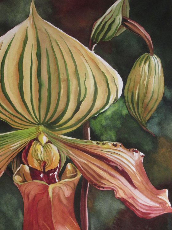 Ladyslipper orchid