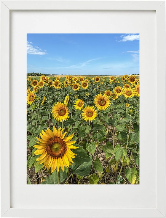 THE SUNFLOWERS