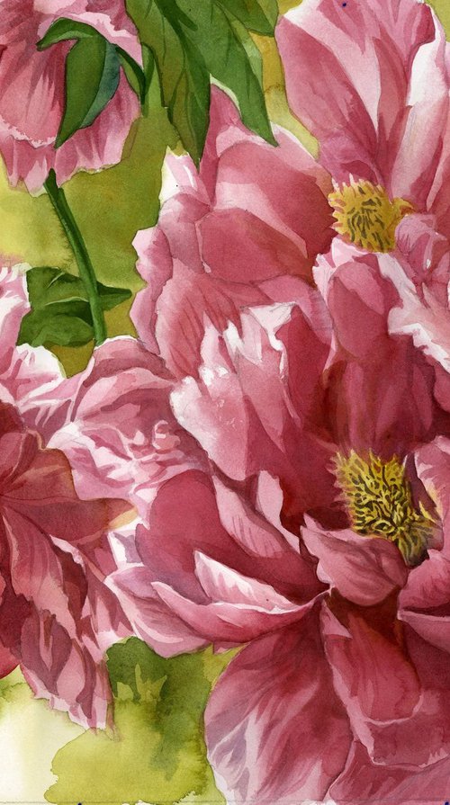 chinese tree peony by Alfred  Ng