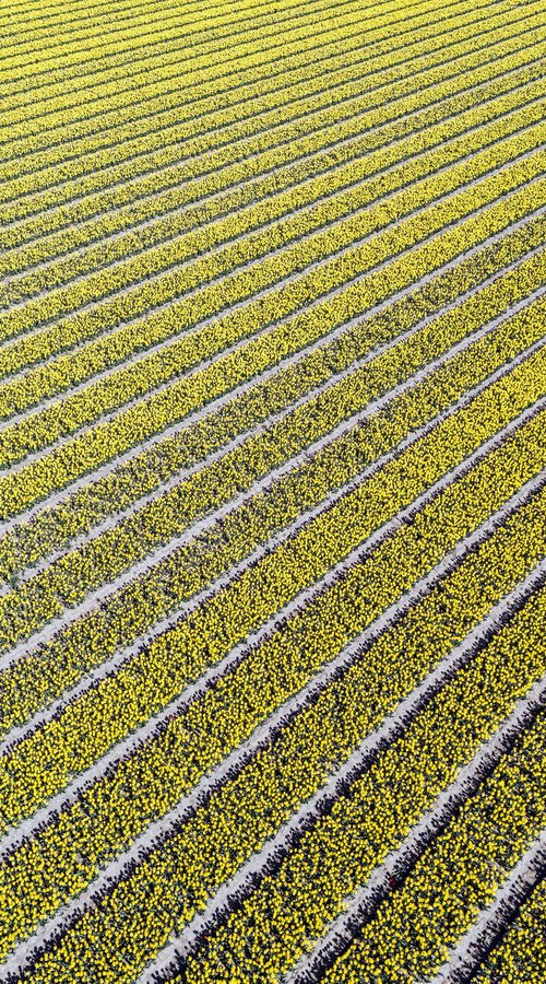THE YELLOW by Fabio Accorrà
