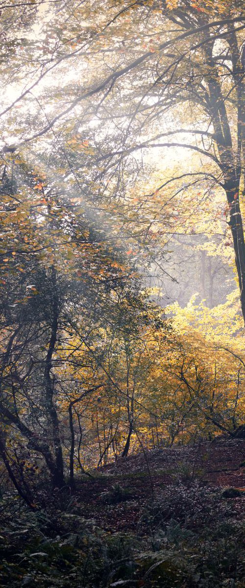 Lerryn woods during autumn / Fall Cornwall UK by Paul Nash