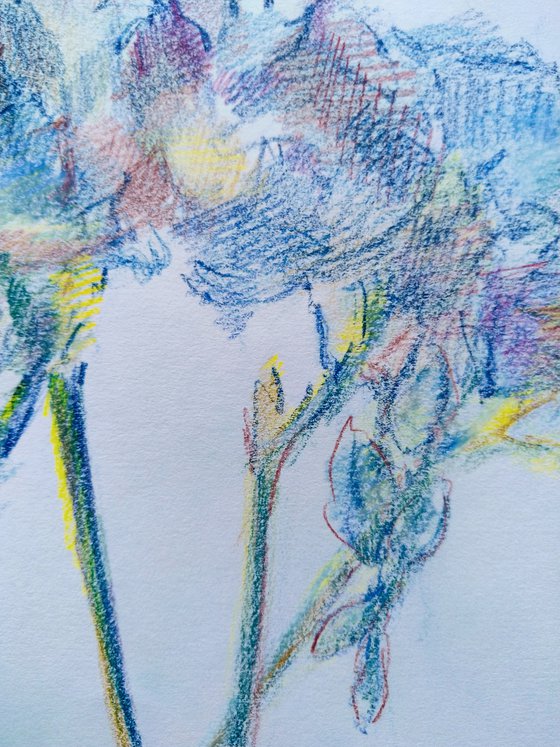 Freesias #6. Original pencil drawing.