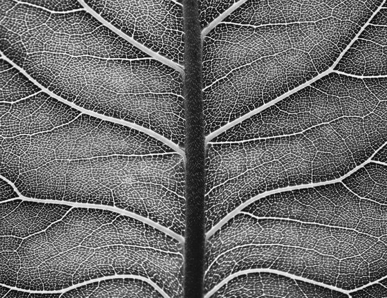 Leaf Veins III [Framed; also available unframed]