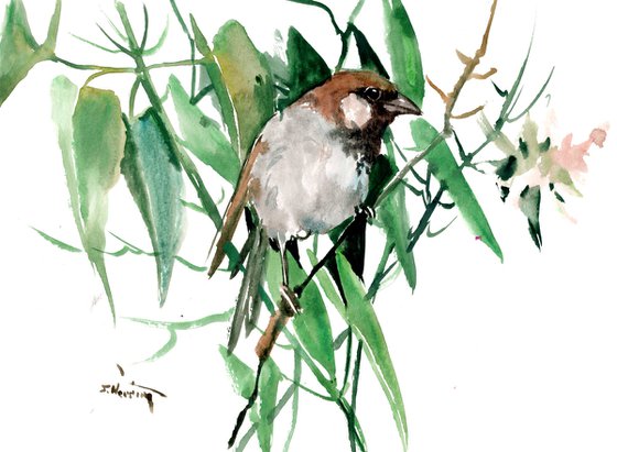 Sparrow