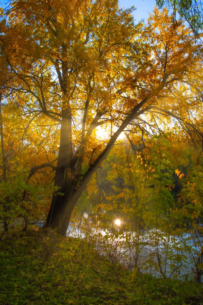 Golden tree by Vlad Durniev