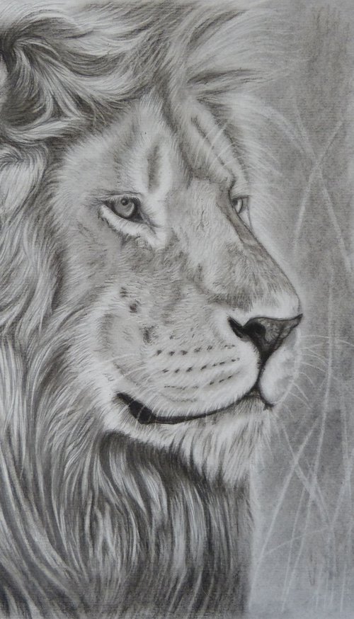 Lion portrait Karen by Silvia Frei