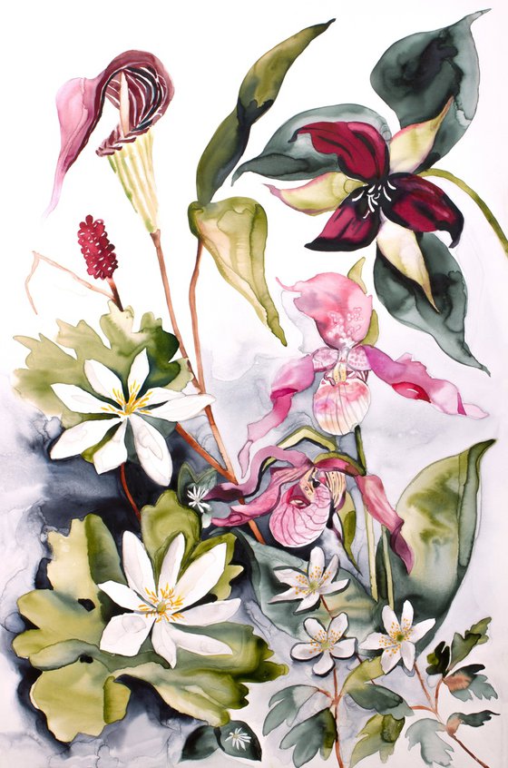 Woodland Wildflowers