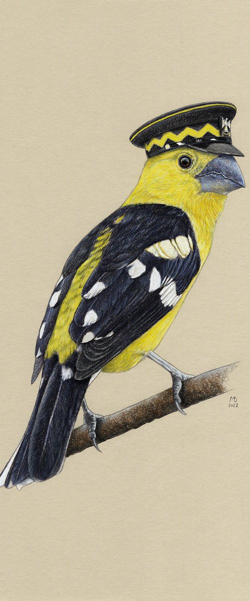 Golden grosbeak by Mikhail Vedernikov