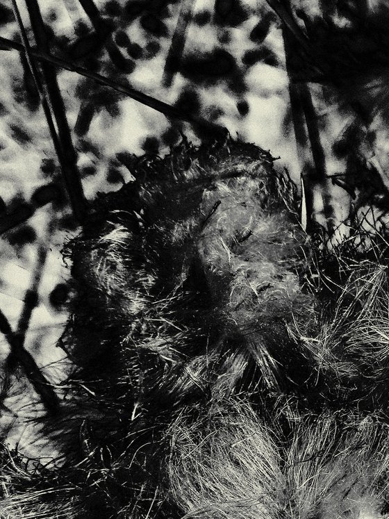 Timeless Shadows 4.