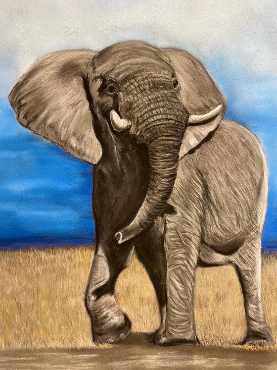 African elephant