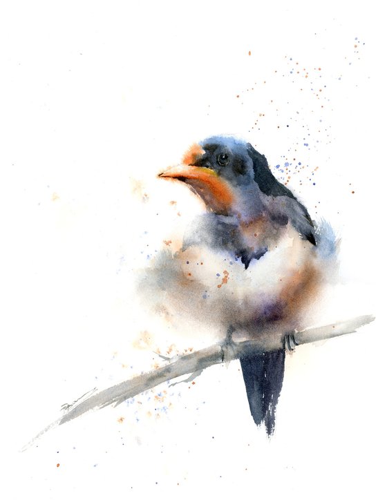 Barn Swallow