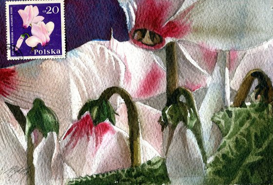 pink cyclaman with stamp