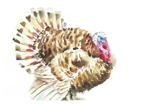 Turkey farm bird watercolor illustration