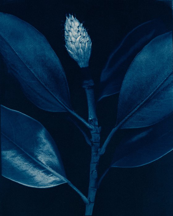Magnolia - Cyanotype