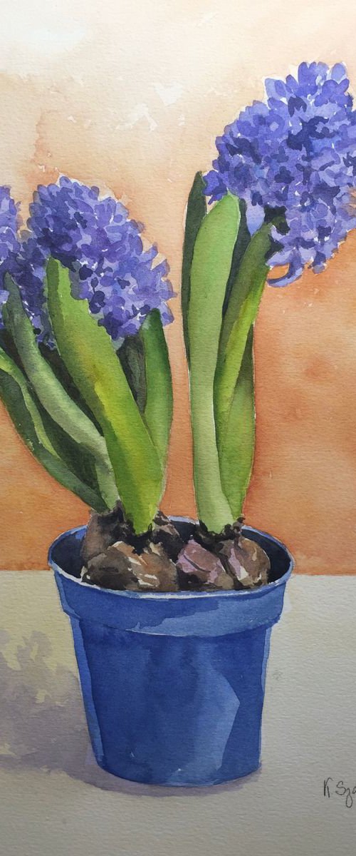 Hyacinths in a pot by Krystyna Szczepanowski