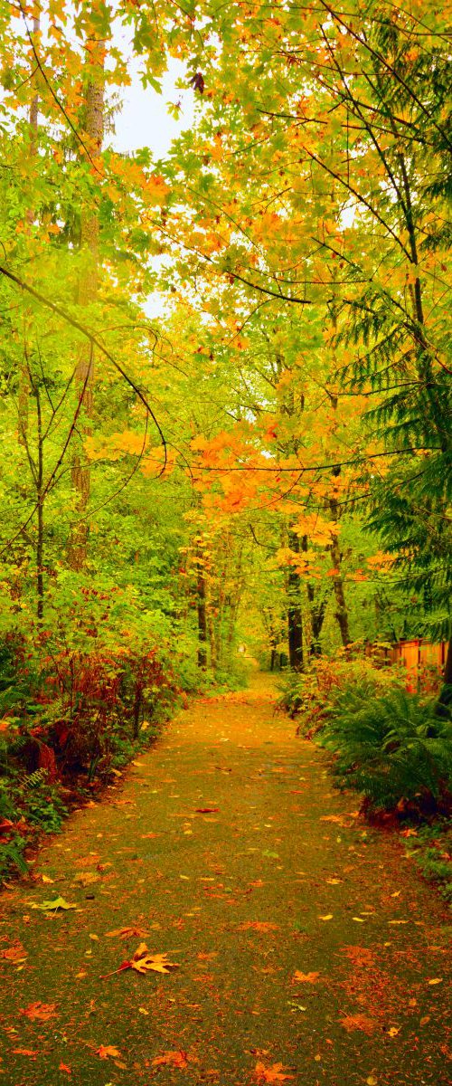 Fall Path Too by Brian O'Kelly