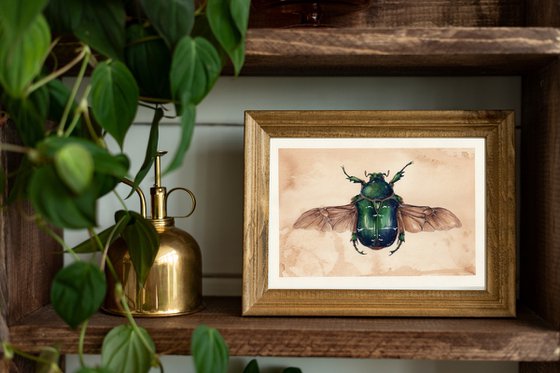 Cetonia aurata, the rose chafer