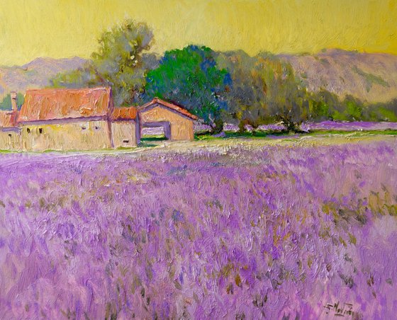 Lavender Field