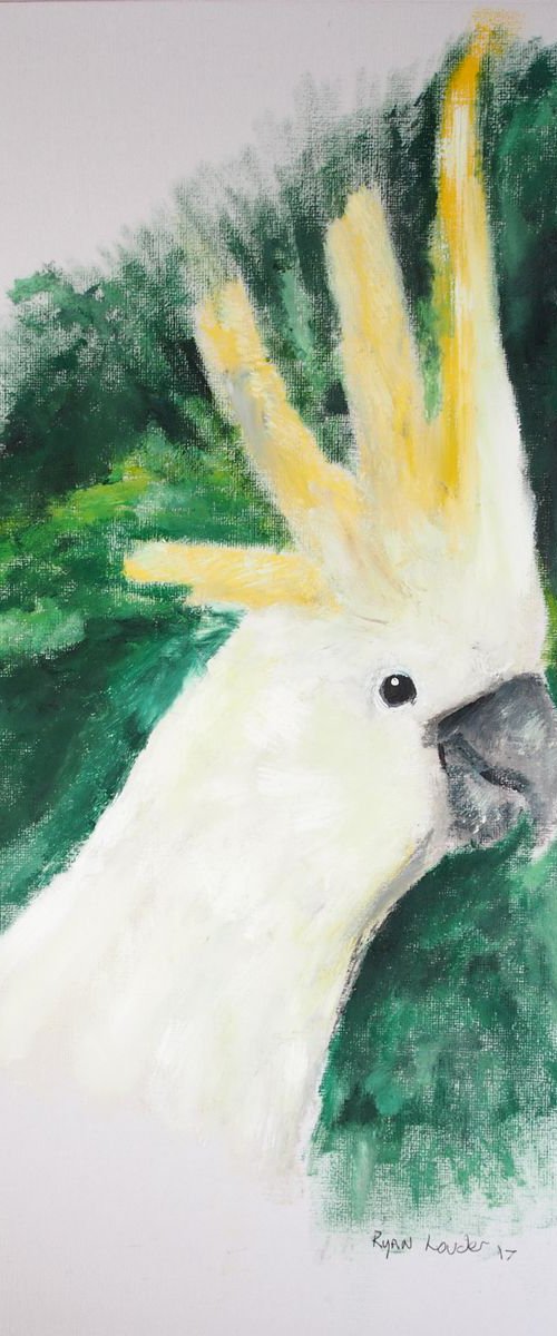 Cockatoo by Ryan  Louder