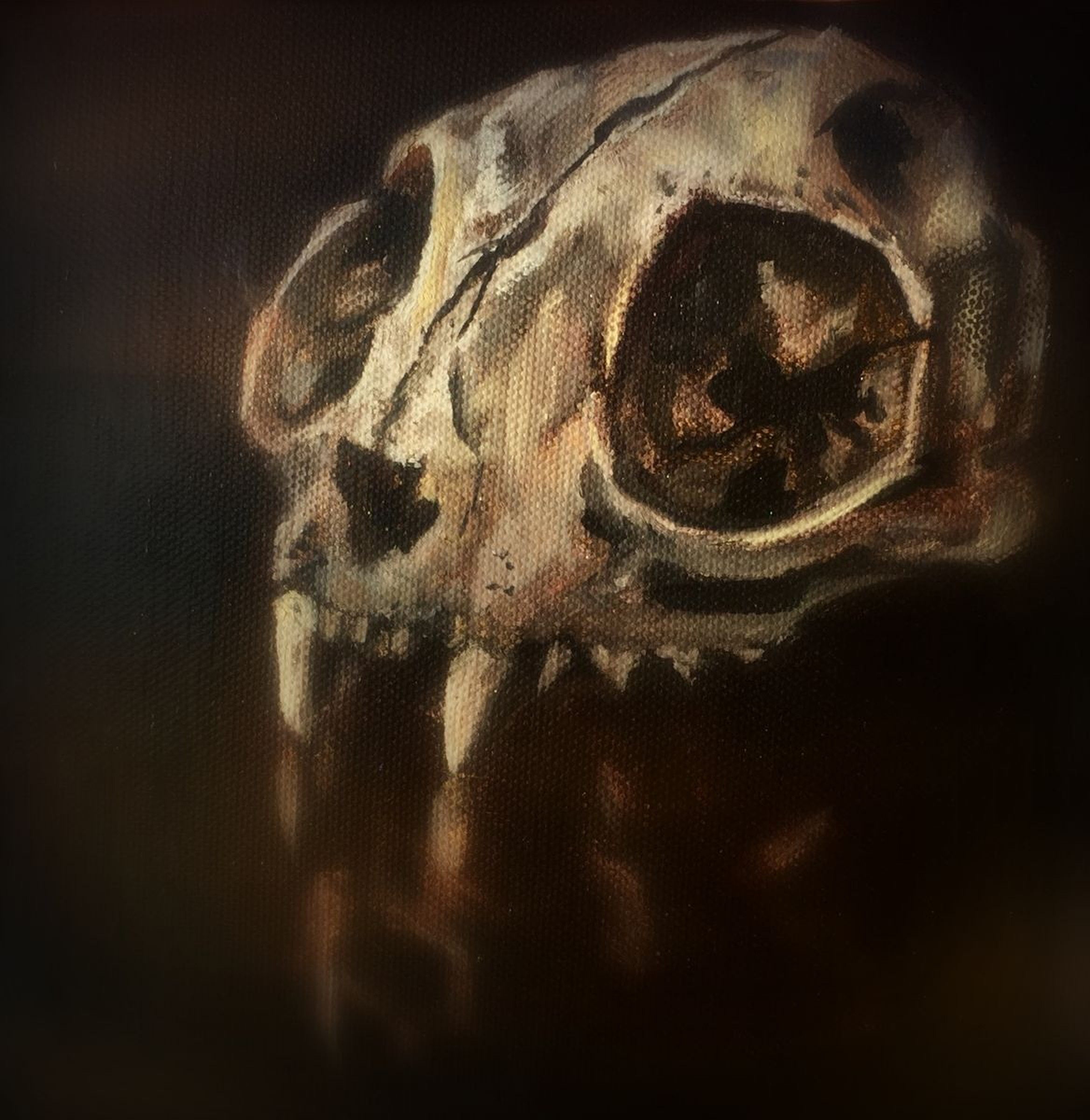 Cat Skull Still Life Artfinder