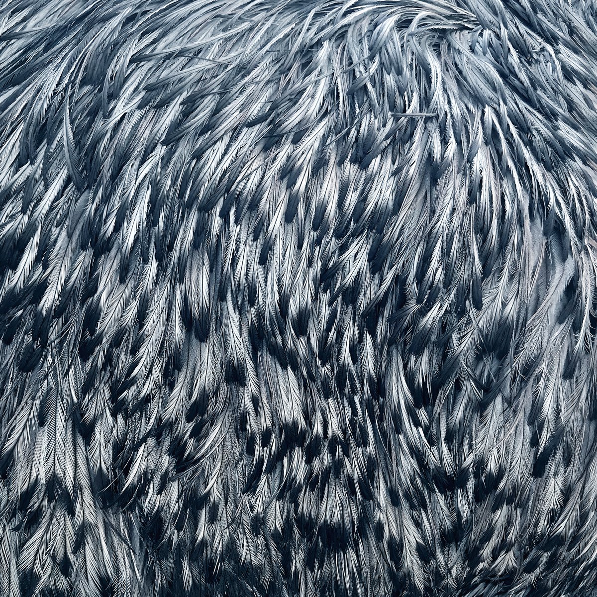 Photorealistic Animal Giclee Print By Jennifer Bell, 16 X 16, Emu Feathers, Original Artwork