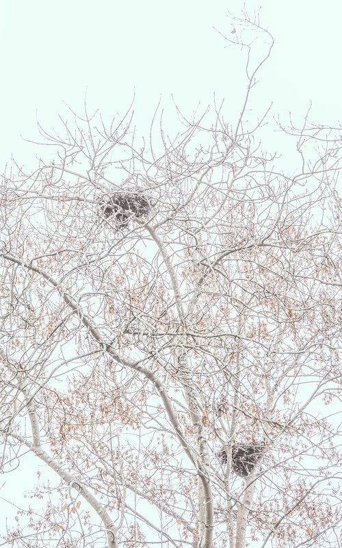 Magpie Nests by Adam Regan