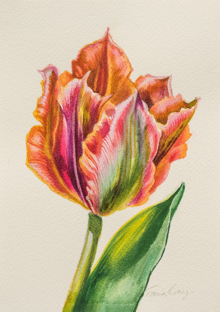 Golden Artist Tulip by Fiona Craig