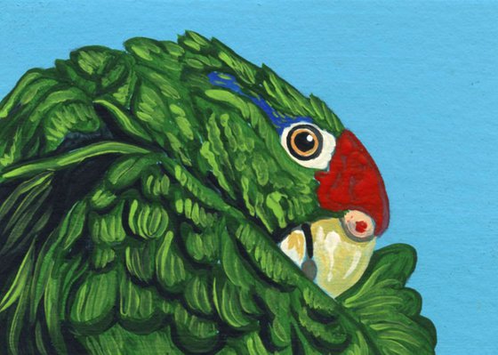 ACEO ATC Original Miniature Painting Red Crowned Amazon Parrot Pet Bird Art-Carla Smale