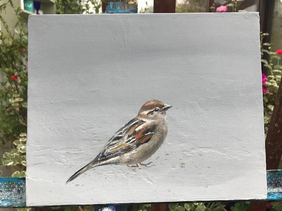 Sparrow I