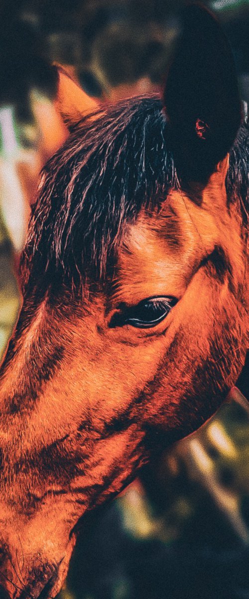 Horse by Nektaria Thalia