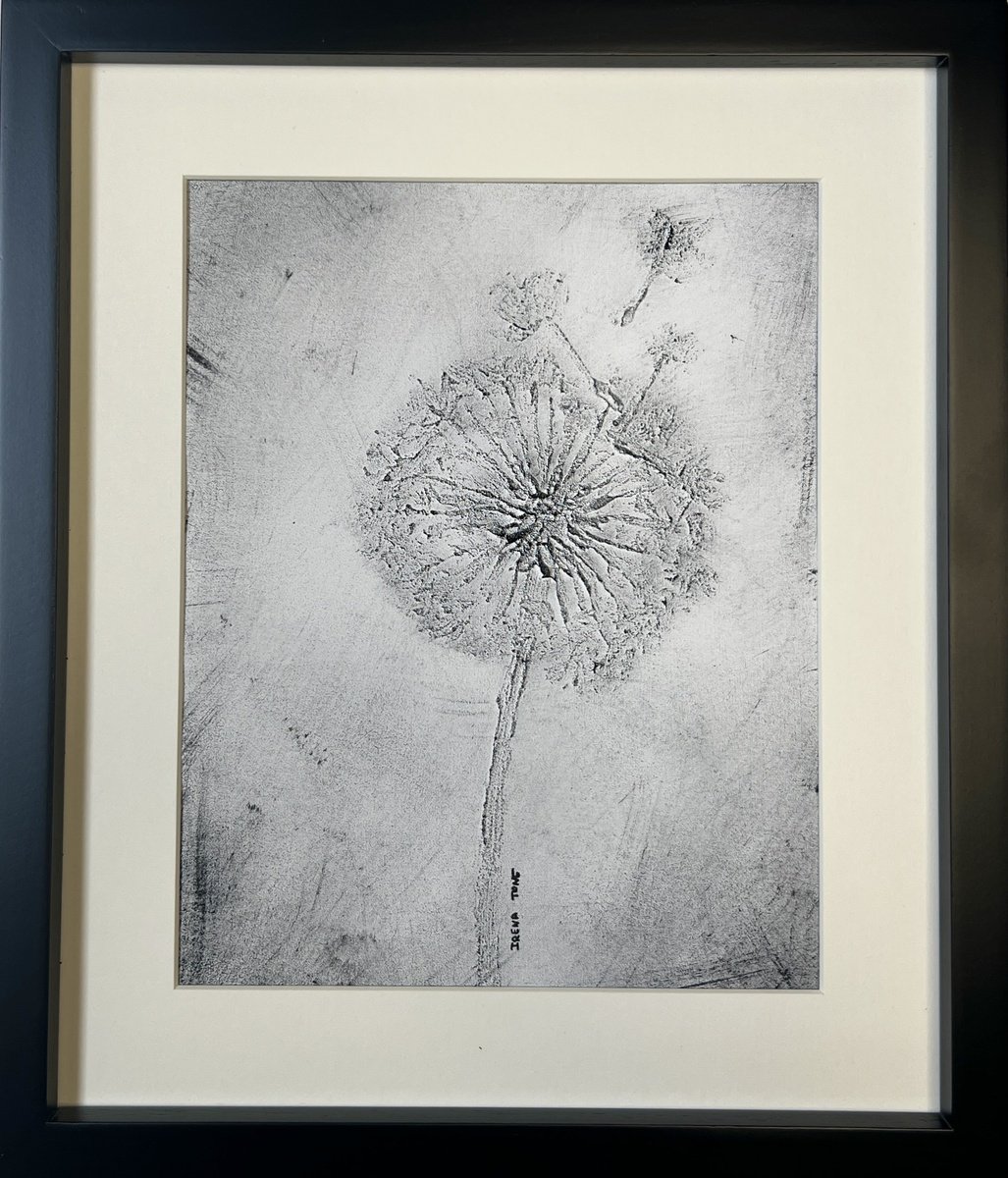 Black & white dandelions by Iryna Antoniuk