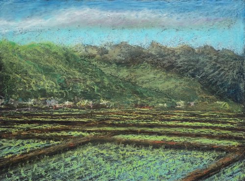 Yilan Ricefields by David Lloyd