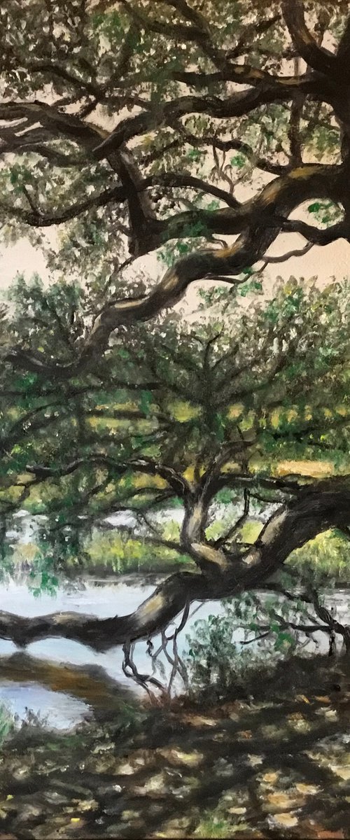 MARSH OAK at Vereen Gardens by Kathleen McDermott