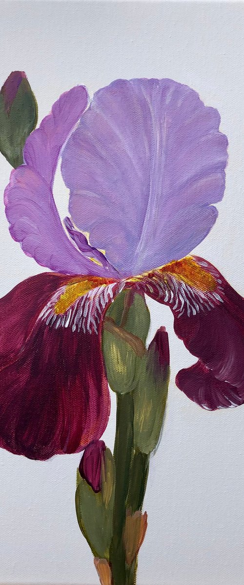 Iris flower on white background, Ritter-Schwertlilie by Nataliia Krykun