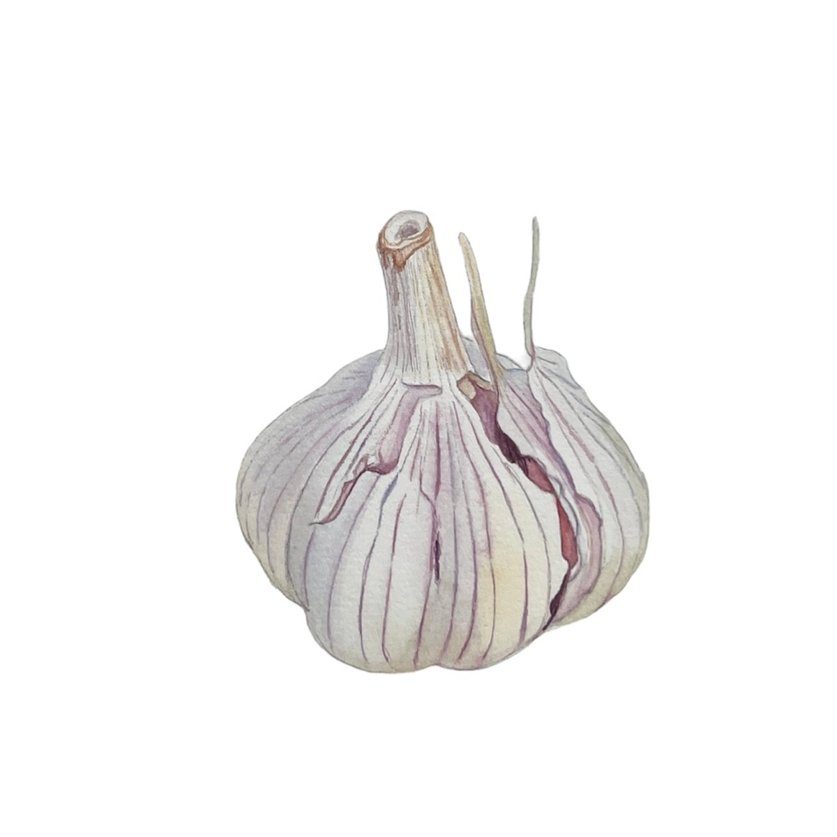 Garlic. Original watercolour artwork. by Nataliia Kupchyk