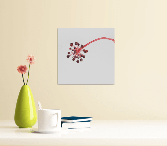 Umbrella leaf; Seeds series