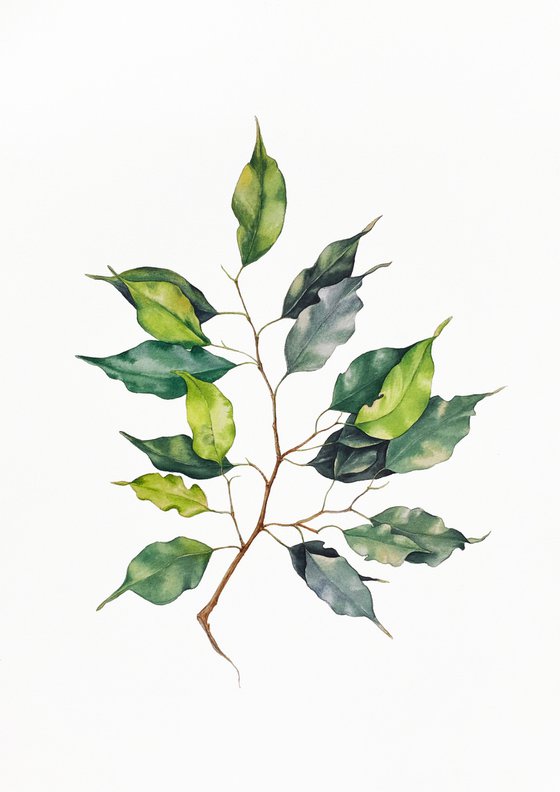 A sprig of Ficus Benjamin. Original watercolor artwork.