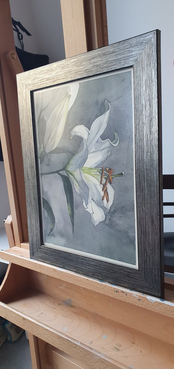 White lily
